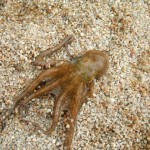 Octopus Vulgaris