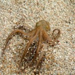 Octopus Vulgaris