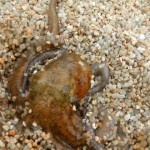 Octopus Vulgaris