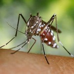 mosquito-tigre mosquito-tigre